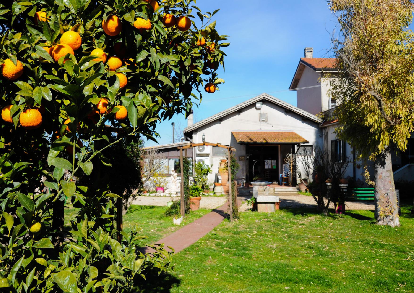 albero pieno di arance davanti al casale