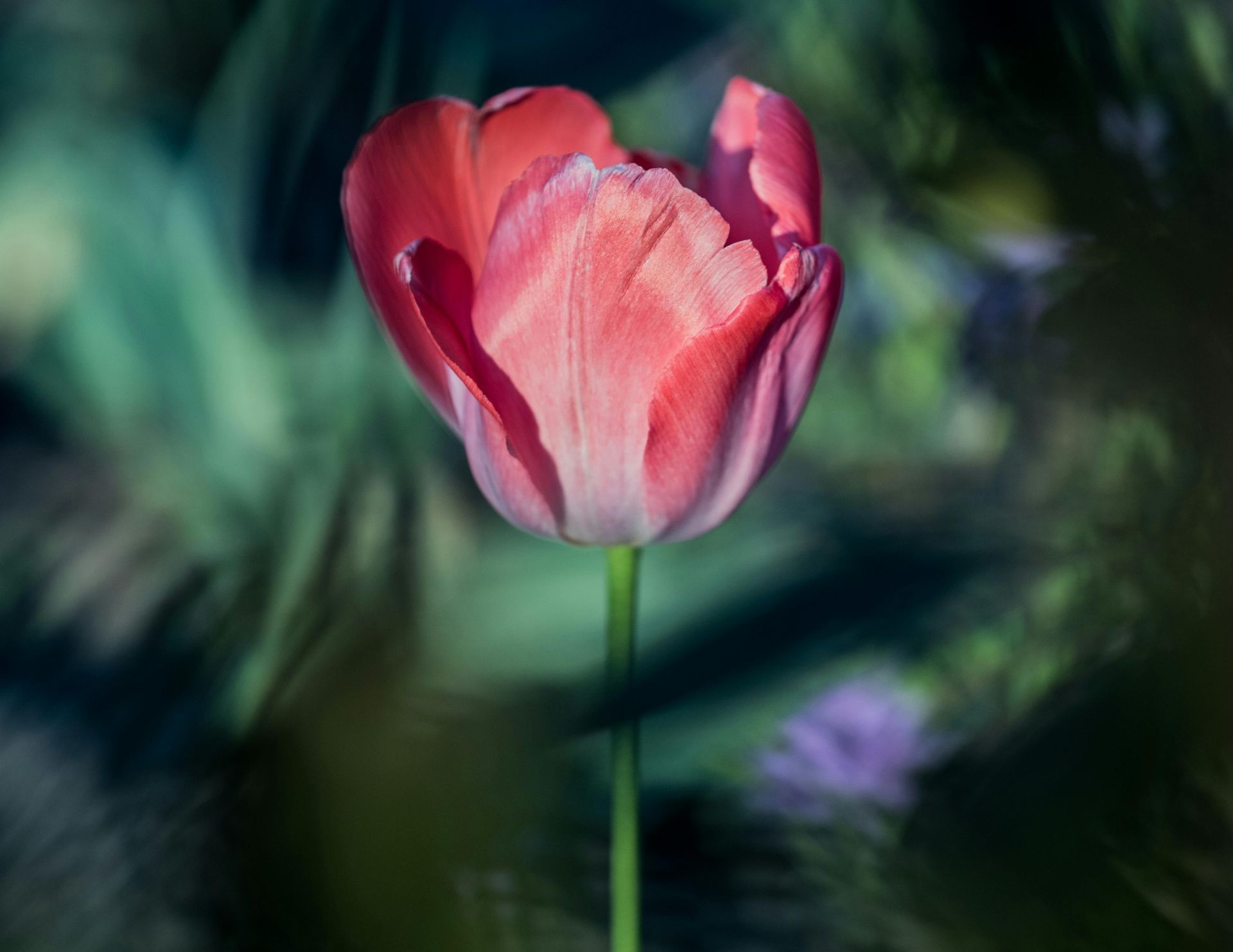 Pink tulip in soft focus against blurred green and purple foliage.