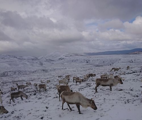 Aviemore Reindeer