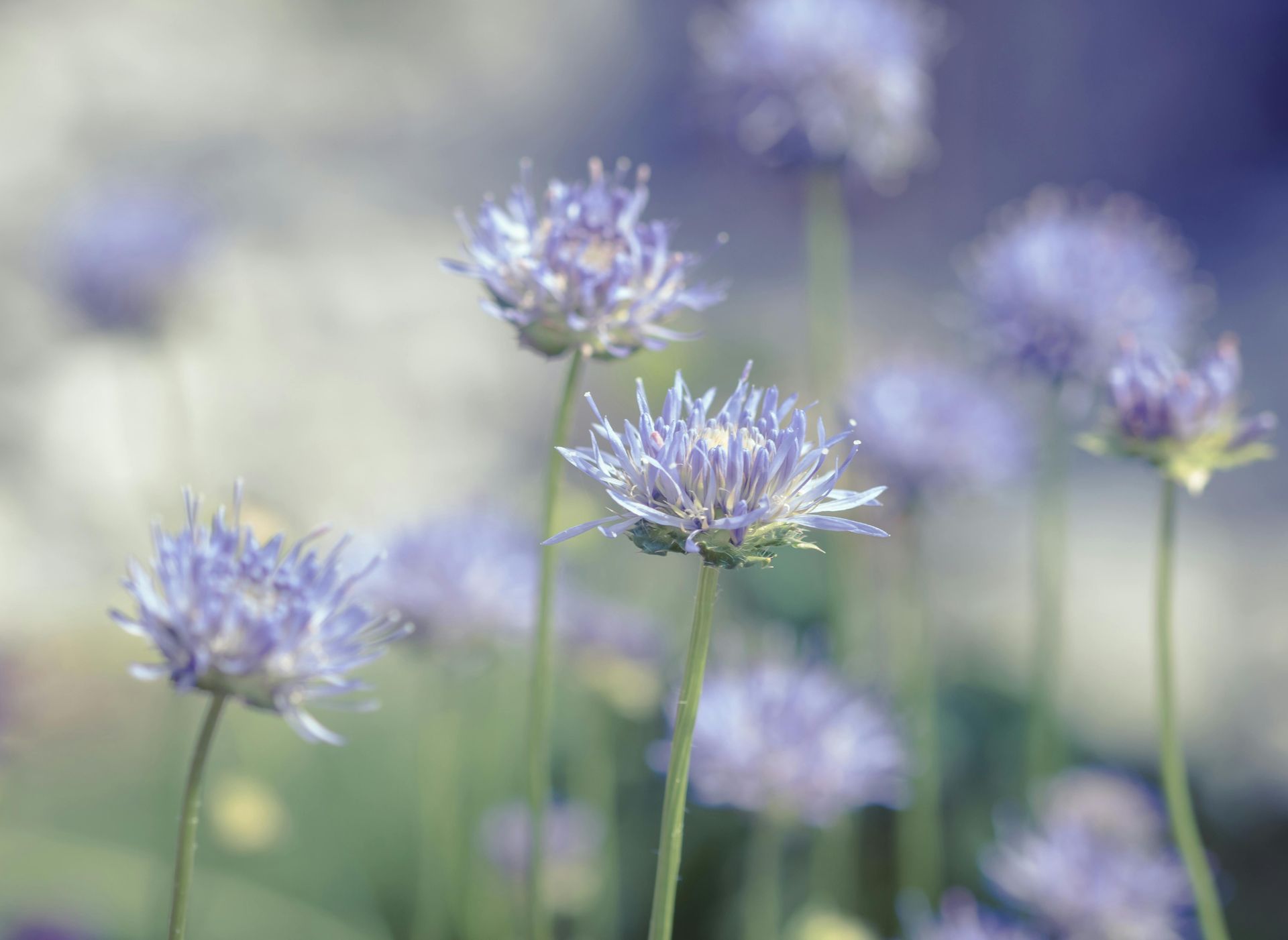 Cornflowers