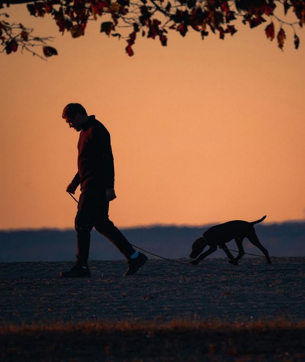 A man is walking a dog on a leash at sunset