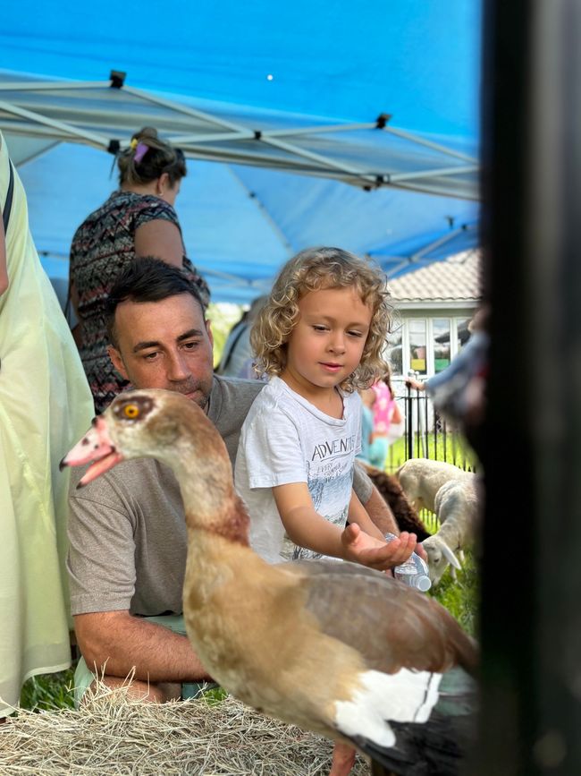 Man and child interacting with a goose. The child is holding out a hand. Outdoors, sunny.