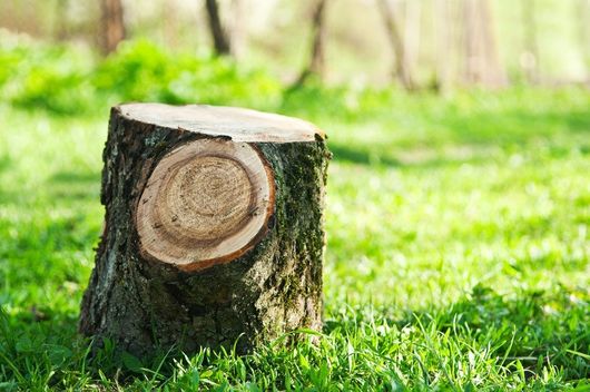 stump