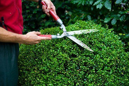 Hedge trimming