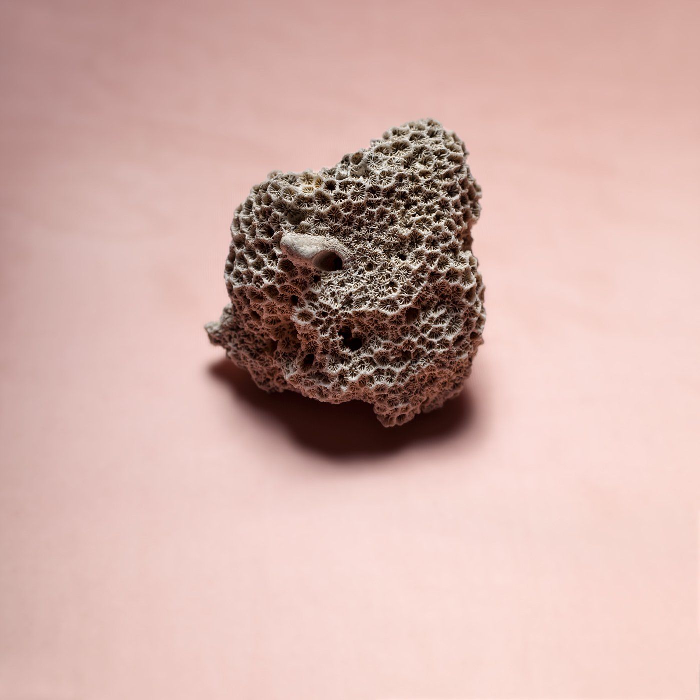 ©JacquelineLouter art portfolio jaxpix