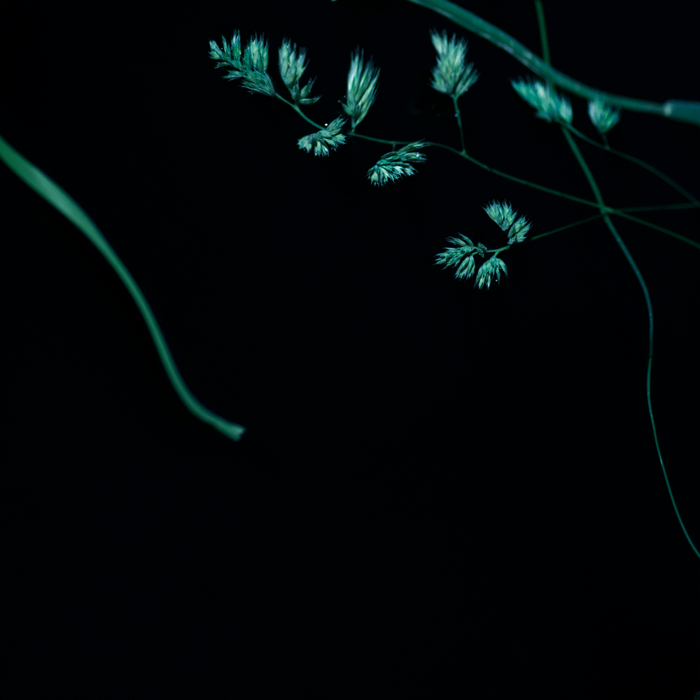 ©JacquelineLouter art portfolio jaxpix