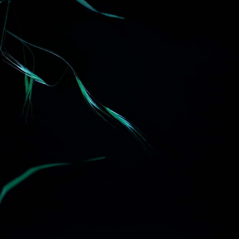 ©JacquelineLouter art portfolio jaxpix