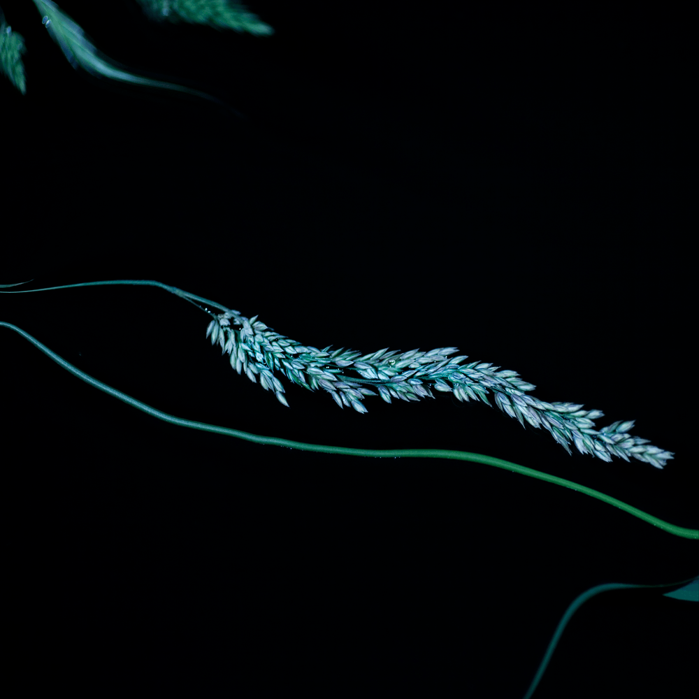 ©JacquelineLouter art portfolio jaxpix