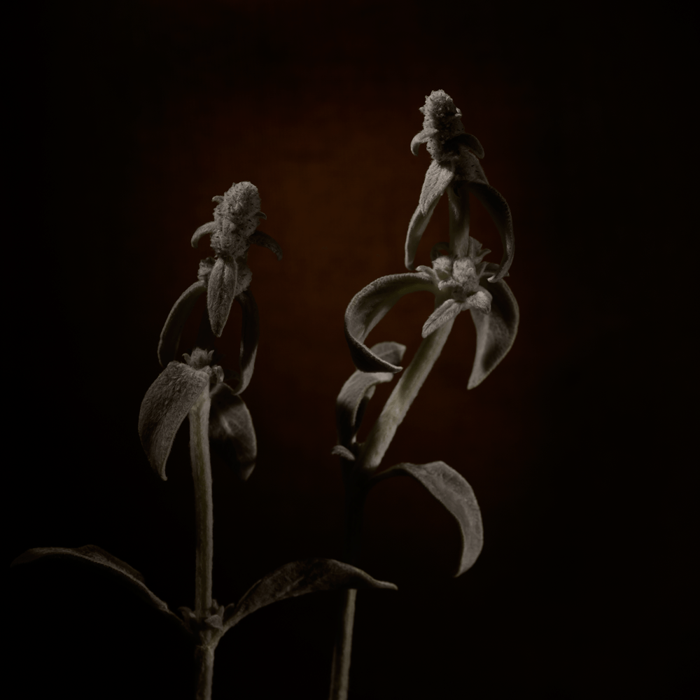 ©JacquelineLouter art portfolio jaxpix