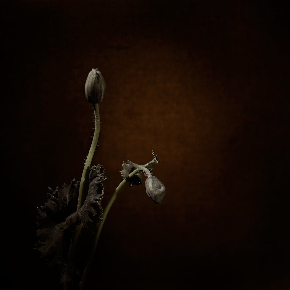 ©JacquelineLouter art portfolio jaxpix