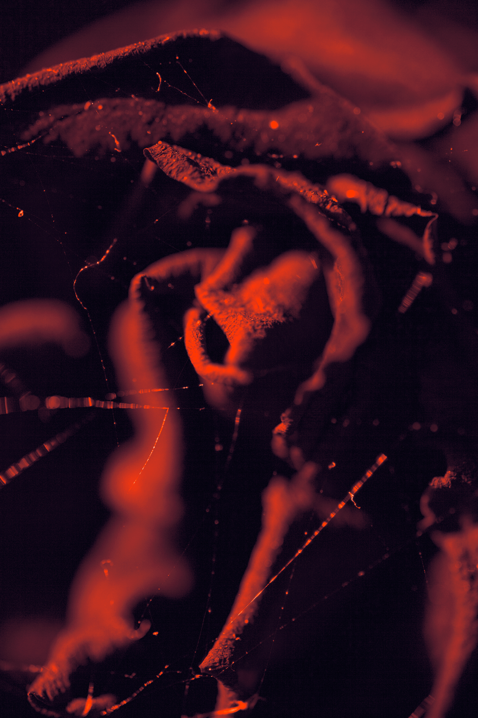 ©JacquelineLouter art portfolio jaxpix