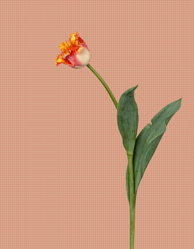 ©JacquelineLouter art portfolio jaxpix