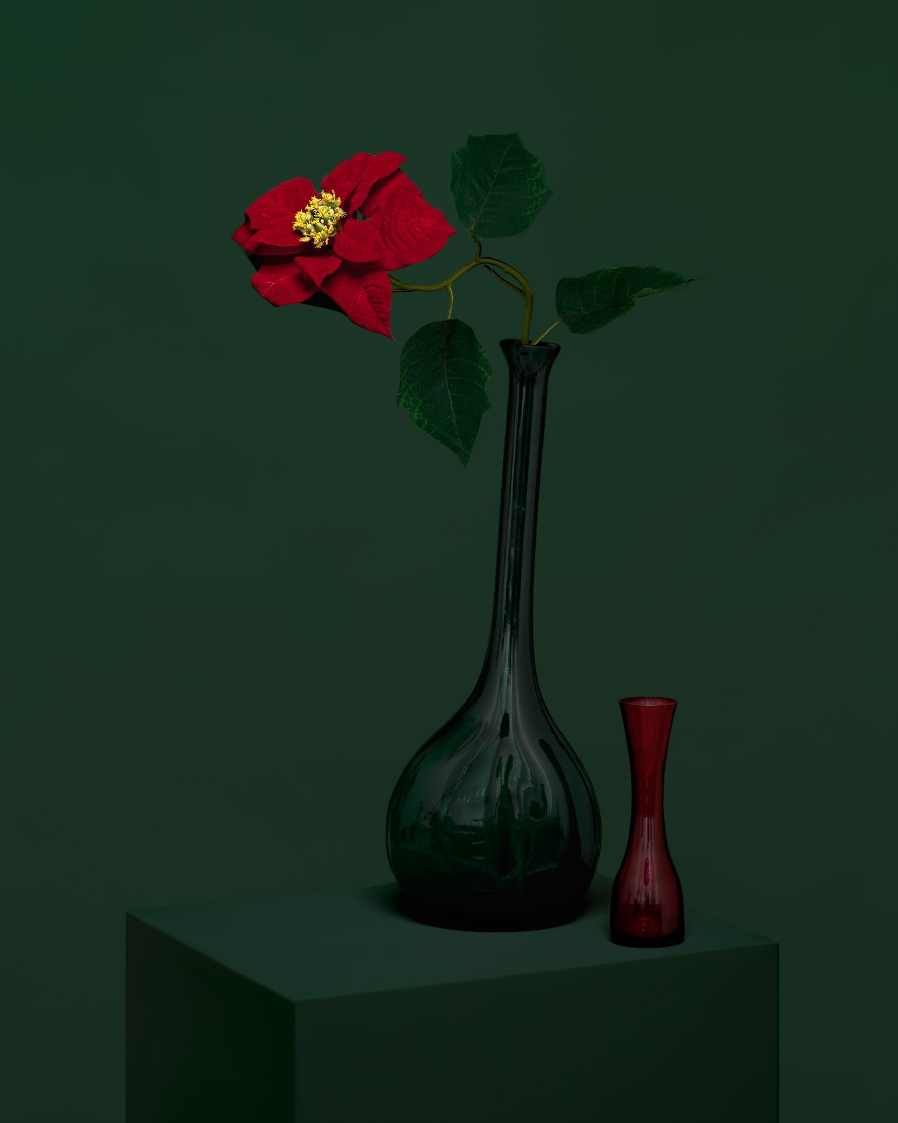 © Jacqueline Louter, Christmas Rose, 2024