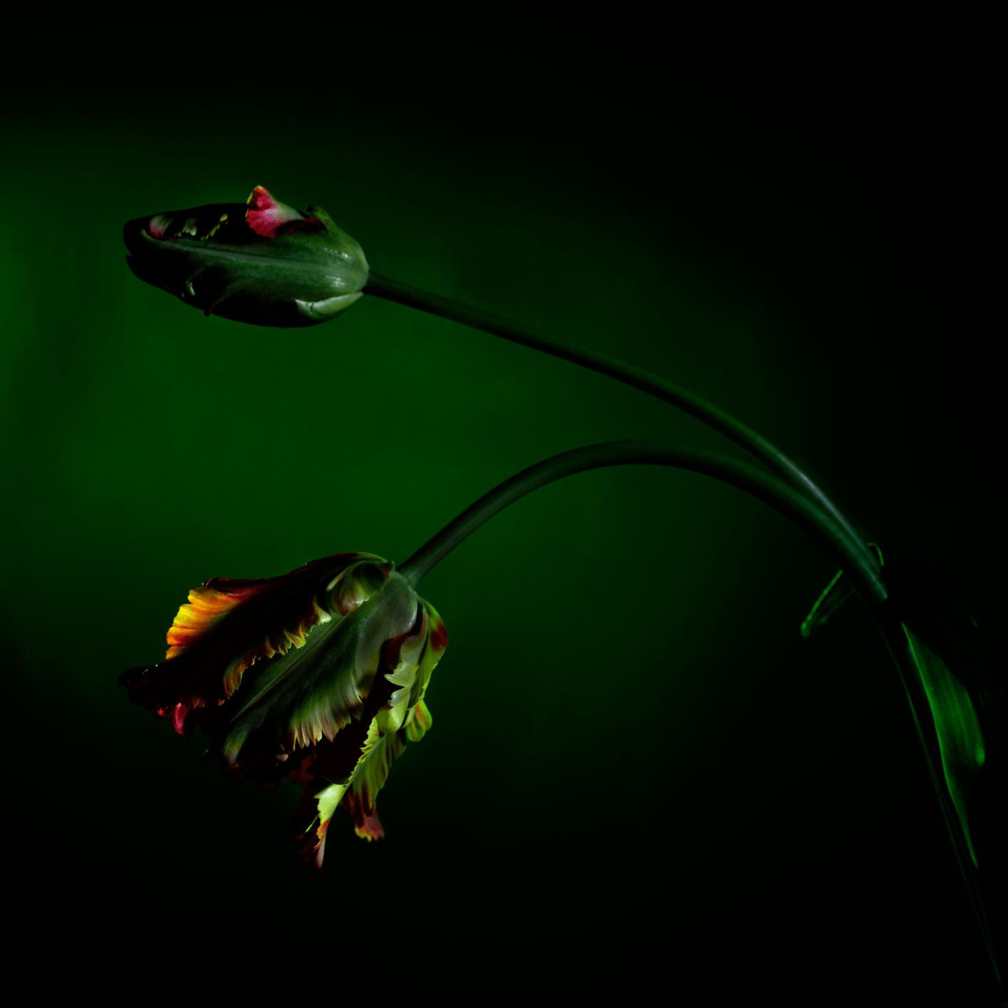 ©JacquelineLouter art portfolio jaxpix