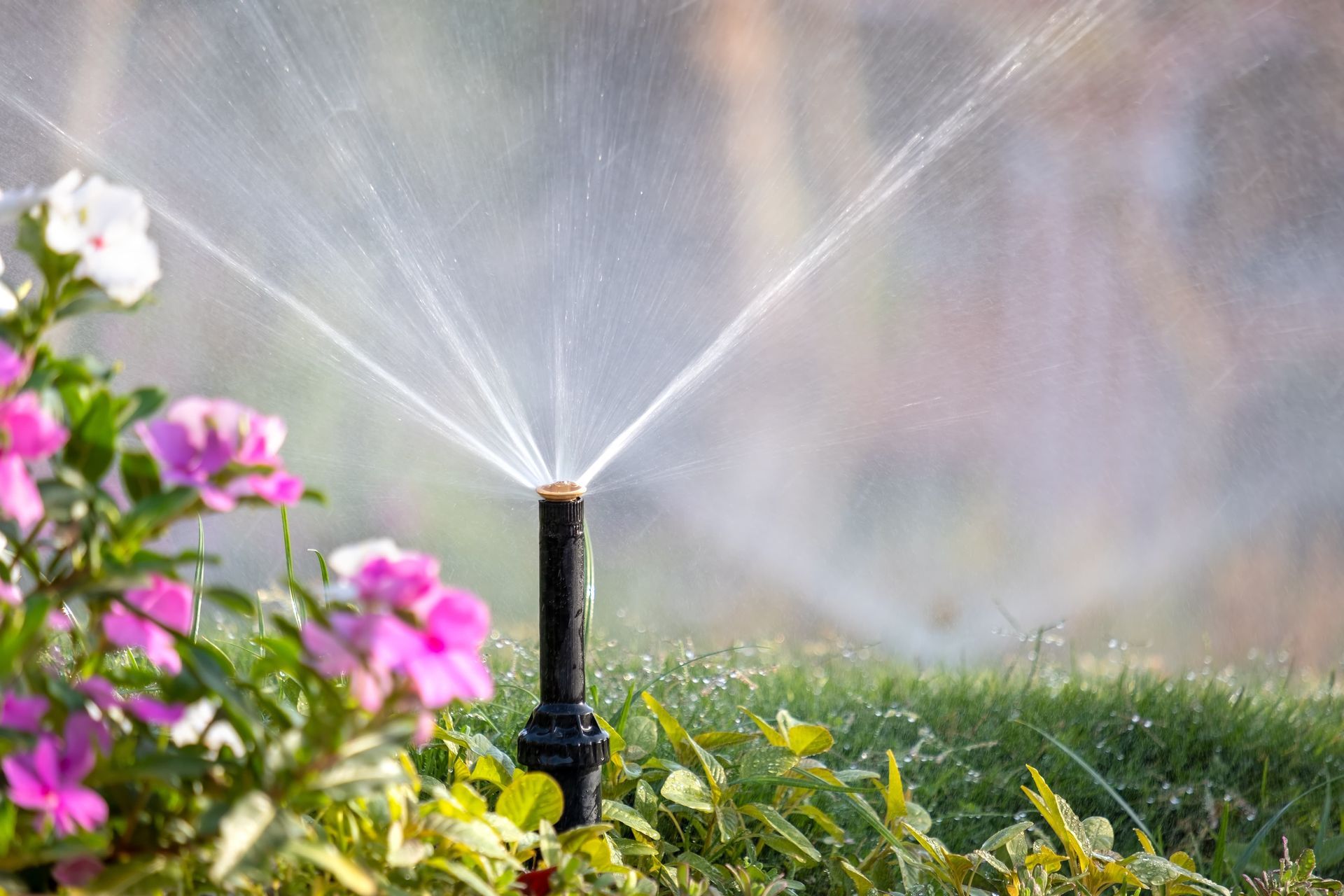 A sprinkler is spraying water on flowers in a garden.