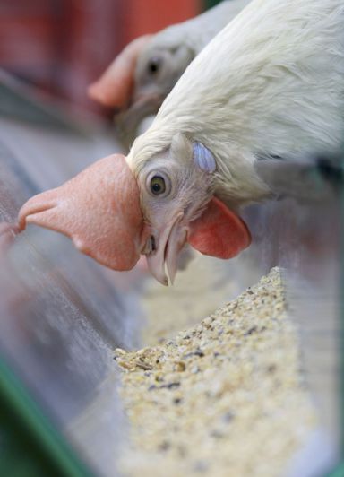 Poultry feed in Dandenong