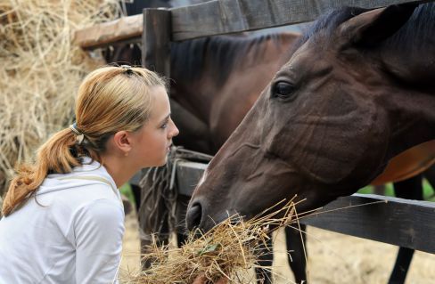 Stock feeds for horses in  Dandenong