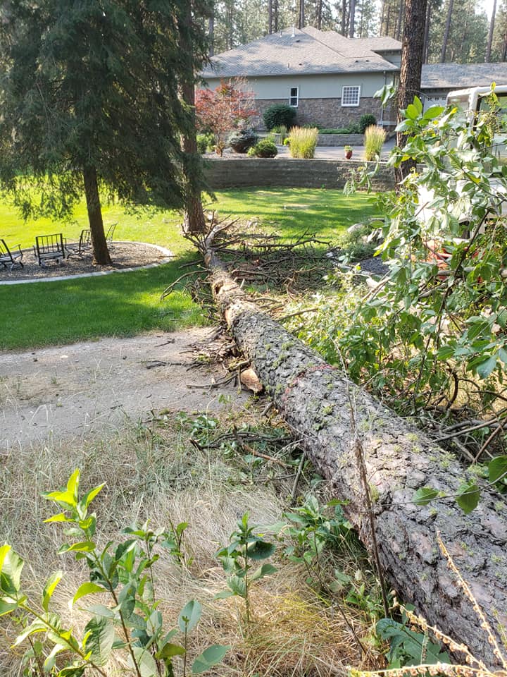 tree removal spokane
