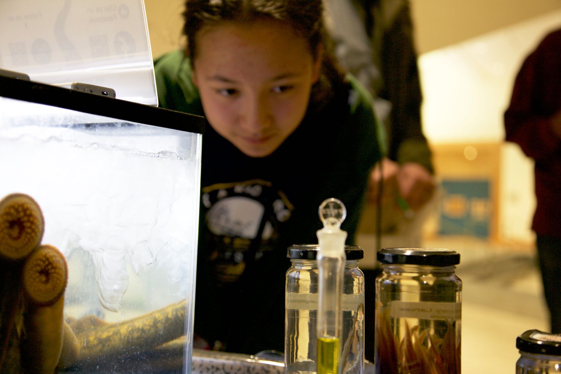 A young girl is looking at jars of animals in a tank.