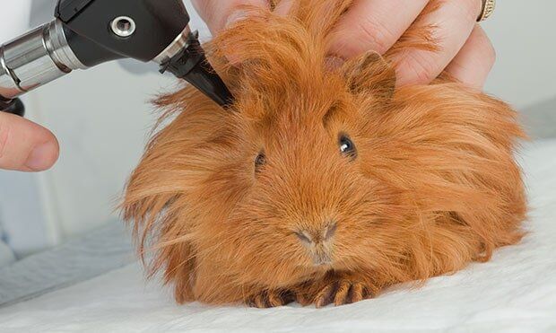 Examining Guinea Pig — Veterinary Services in Diamond Beach, NSW