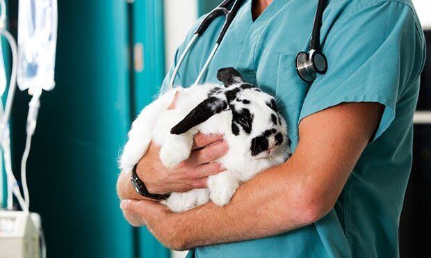 Vet holding rabbit — Veterinary Services in Diamond Beach, NSW