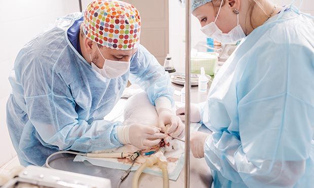 Cat during surgery — Veterinary Services in Diamond Beach, NSW