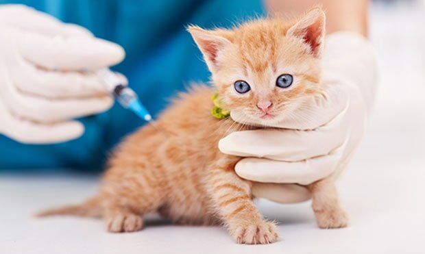 Kitten Vaccination — Veterinary Services in Diamond Beach, NSW