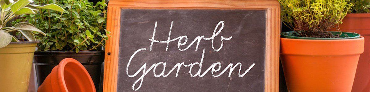 Turn Your Patio Into A Kitchen Garden With These 5 Essential Herbs