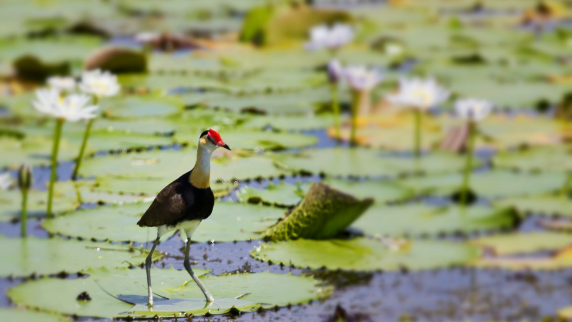 Bird with Red Head Walks on Lily Pads in Water — Kakadu Billabong Safari Camp In Kakadu, NT