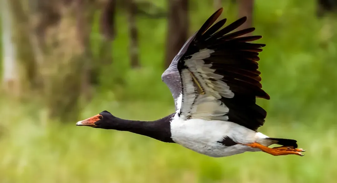 Black-Necked Goose with White Body — Kakadu Billabong Safari Camp In Kakadu, NT