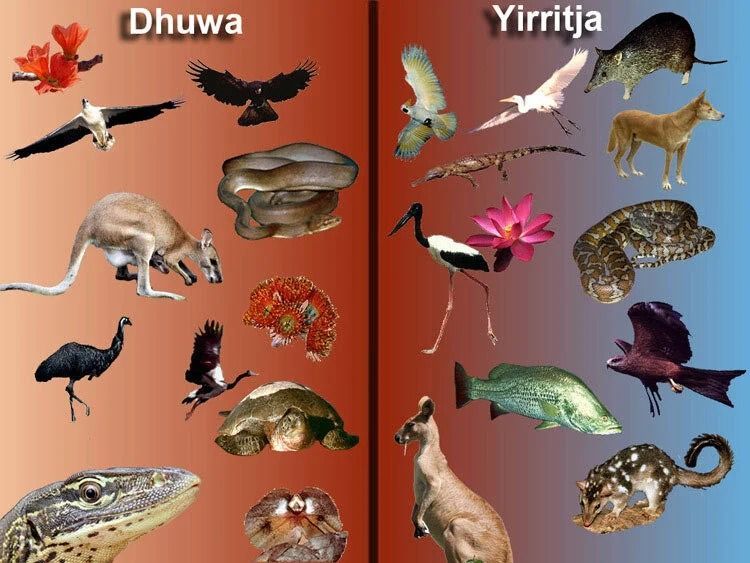 Dhuwa and Yirritja Moieties Illustrated with Various Australian Animals — Kakadu Billabong Safari Camp in Kakadu, NT