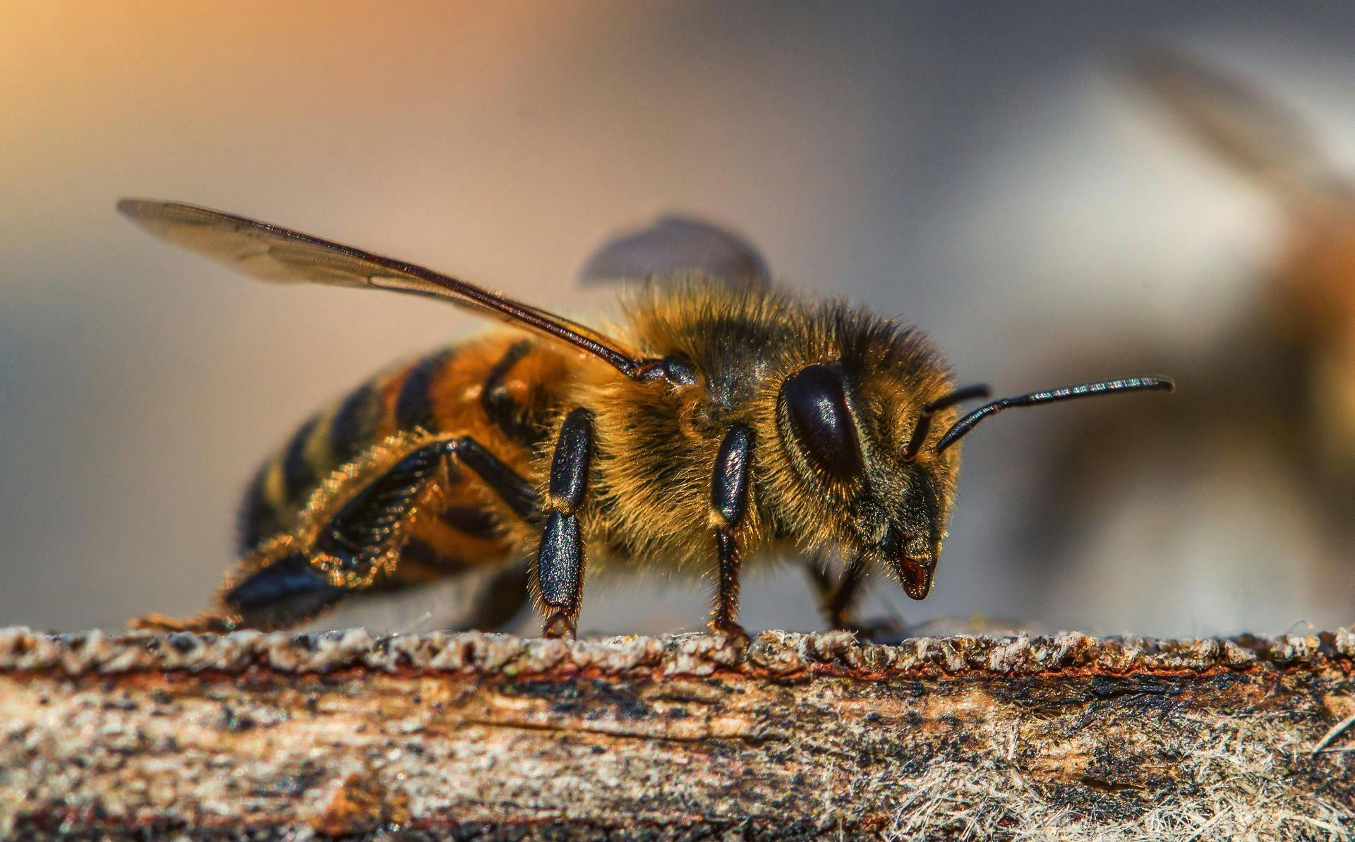 Honey bee on a branch, with wings partially spread; it has a fuzzy body with black and yellow stripes.