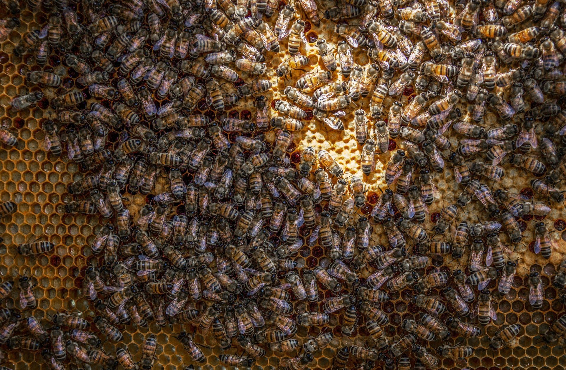 Brown ants swarm a small, light-colored food item on a gray surface near a wall.