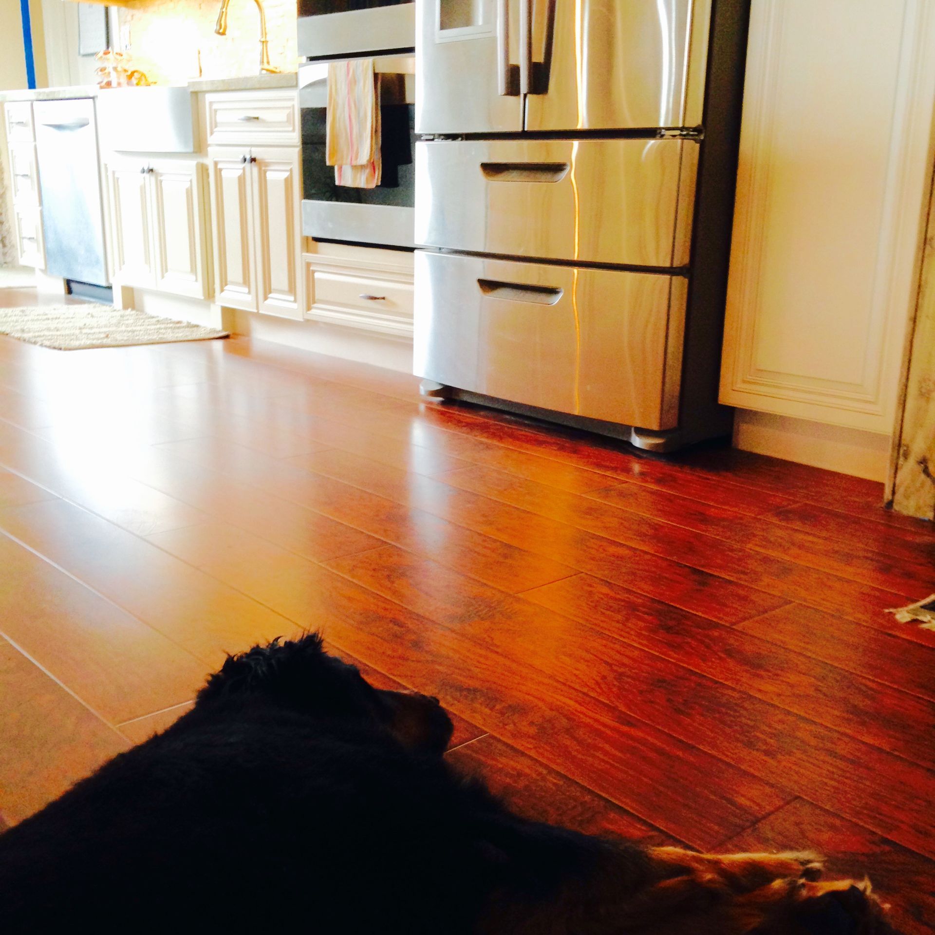 Dog resting on a shiny, hardwood floor in a kitchen with stainless steel appliances.