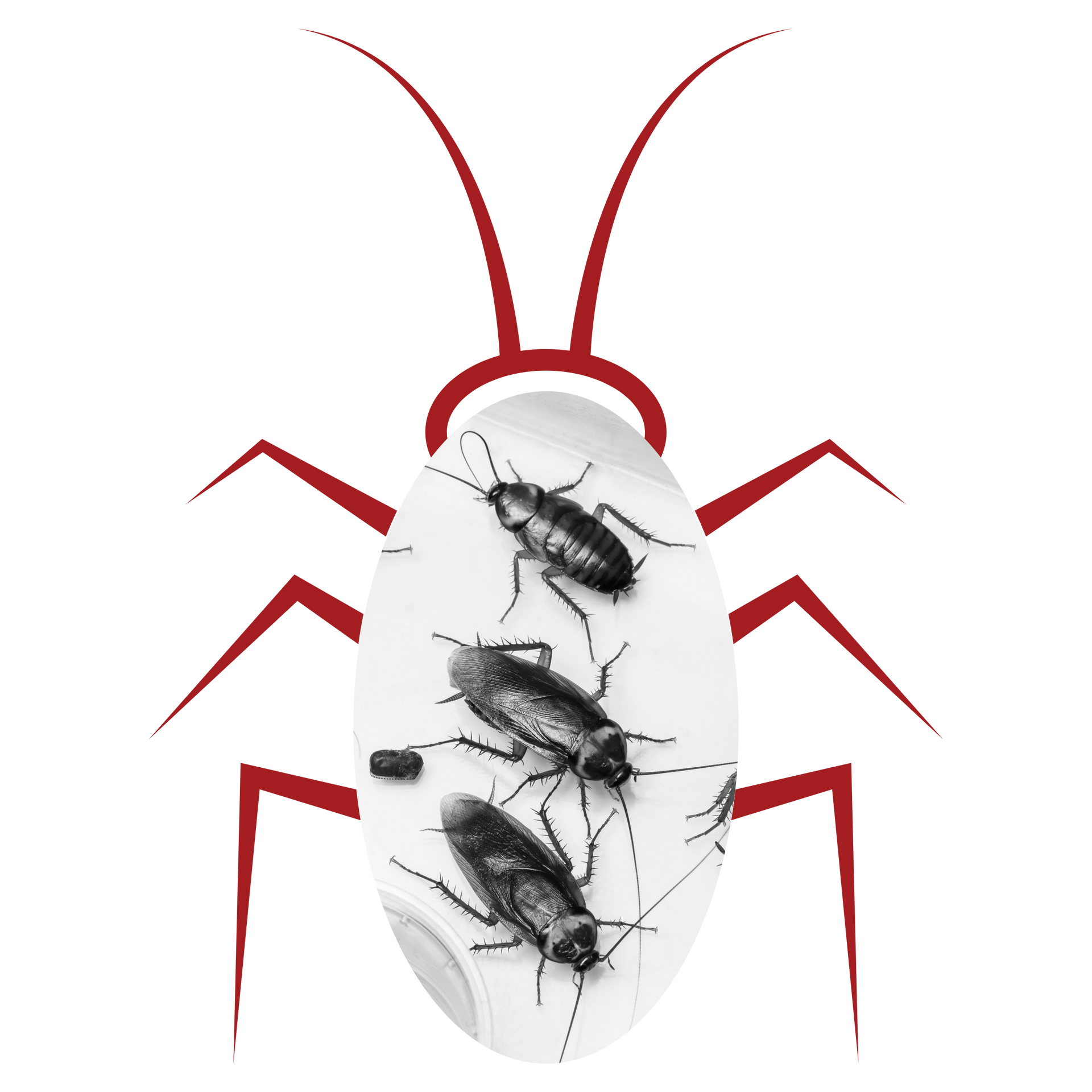 A group of cockroaches in a bug graphic on the My Private Exterminator site