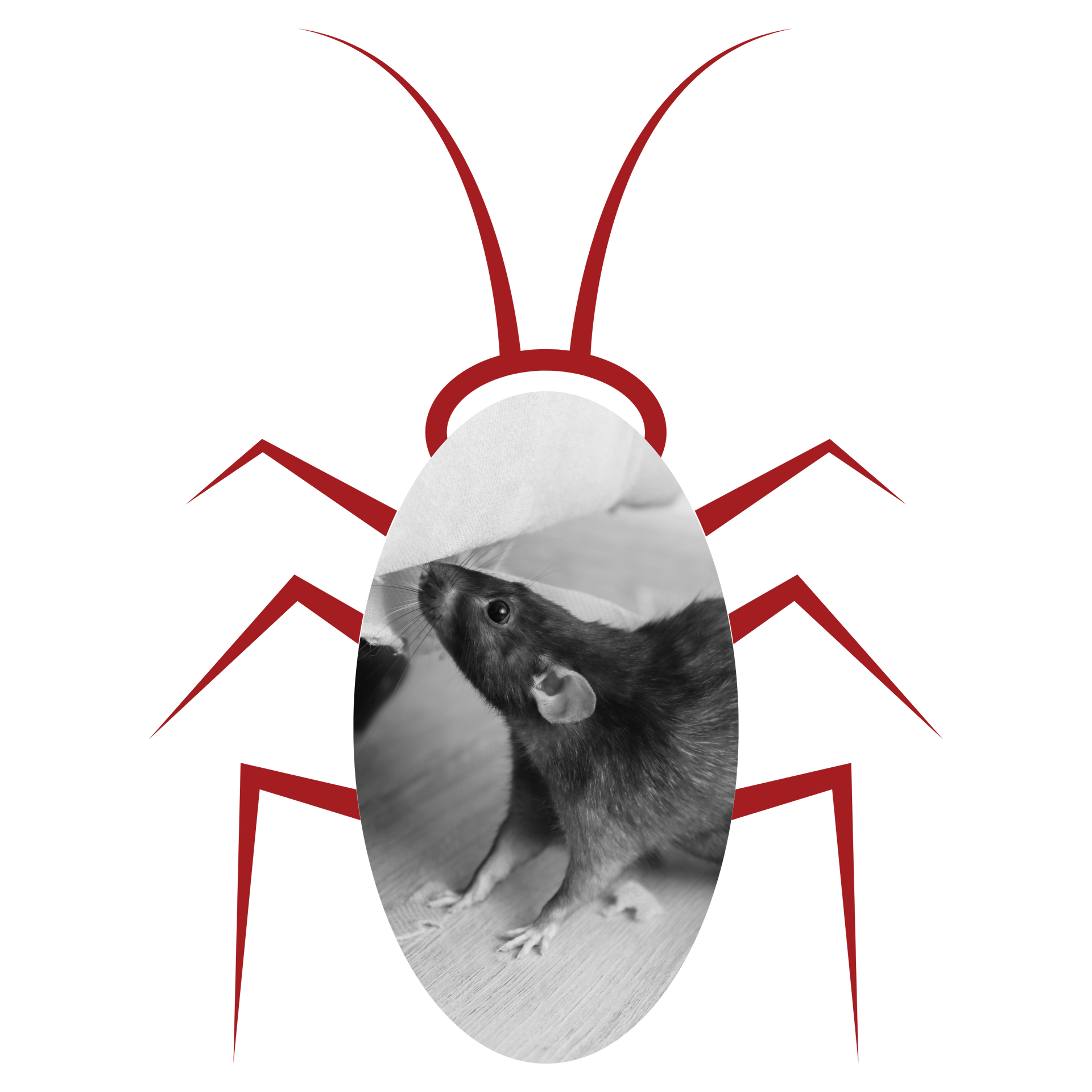 A cockroach with a picture of a rat on it on the My Private Exterminator site