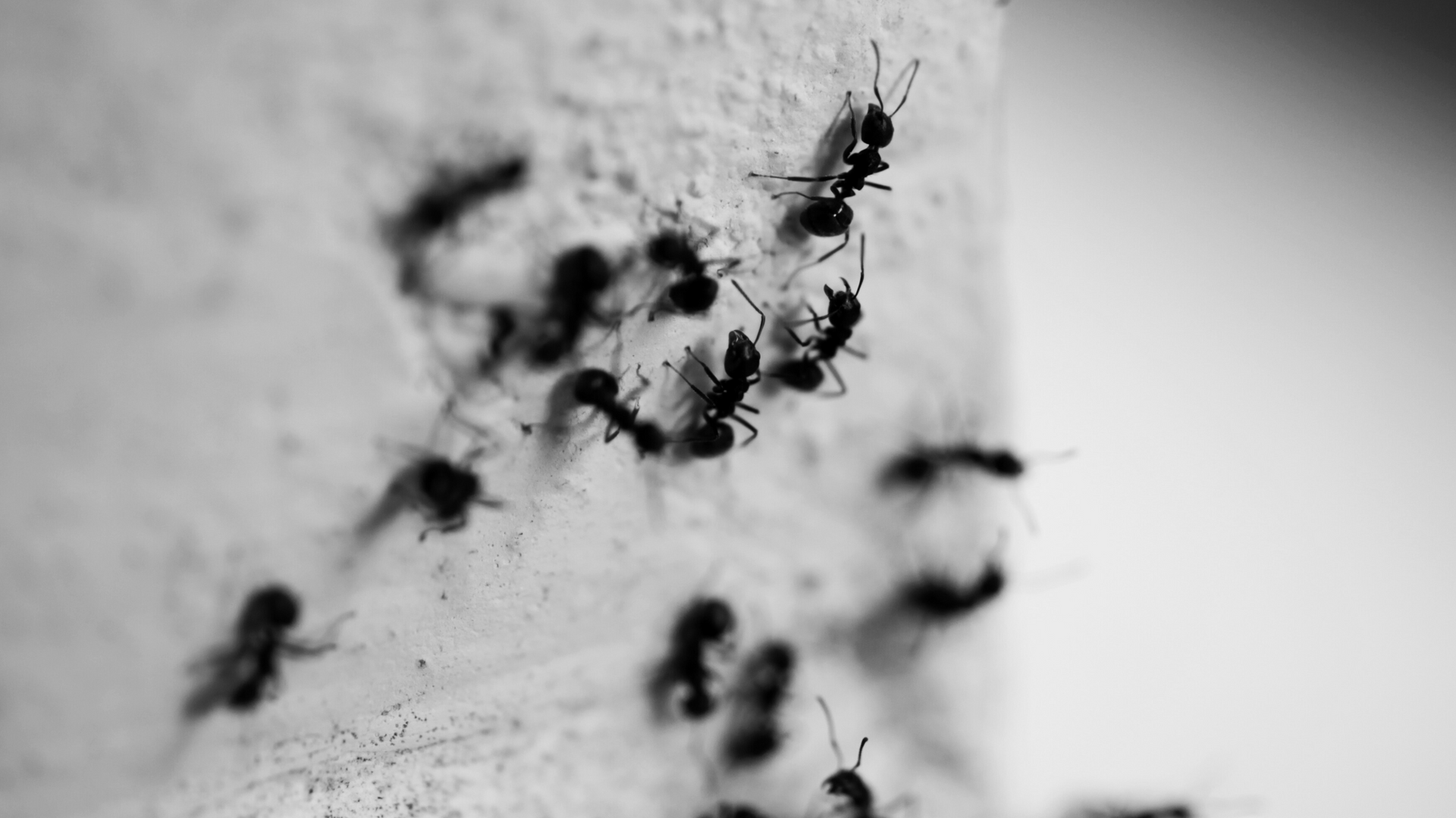 A black and white photo of a group of ants from My Private Exterminator