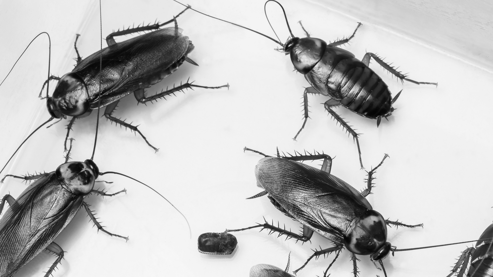 A black and white photo of cockroaches exterminated by My Private Exterminator