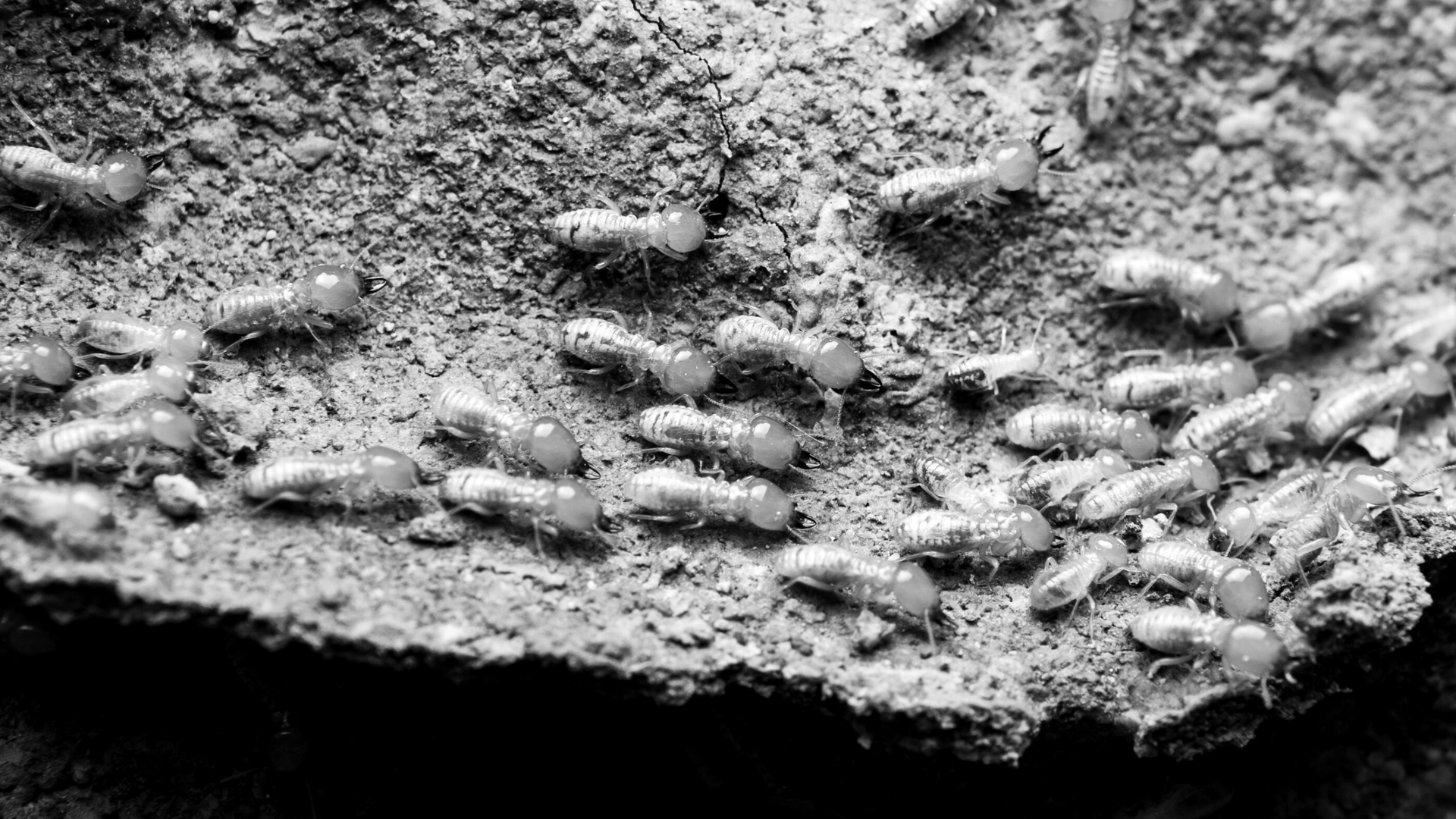 A black and white photo of termites crawling on a rock from My Private Exterminator 