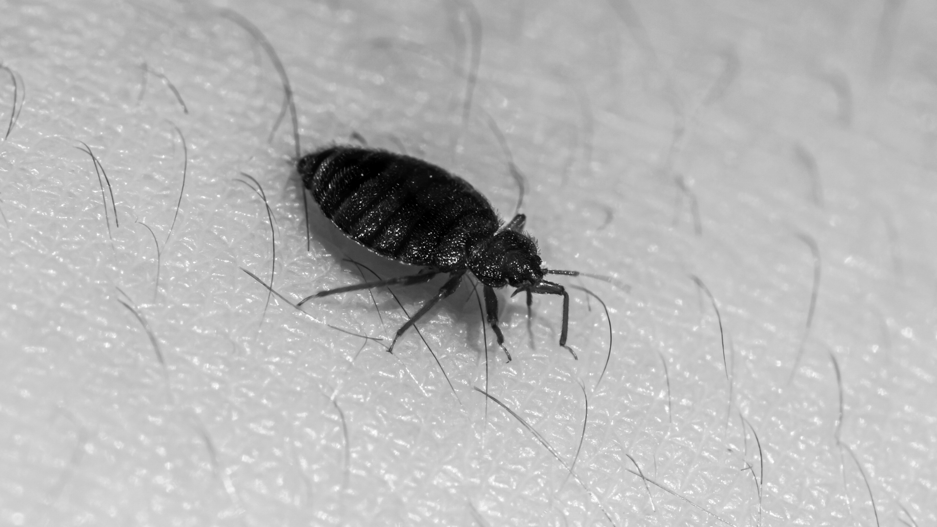 A bed bug is crawling on a person 's skin in a black and white photo taken by My Private Exterminator