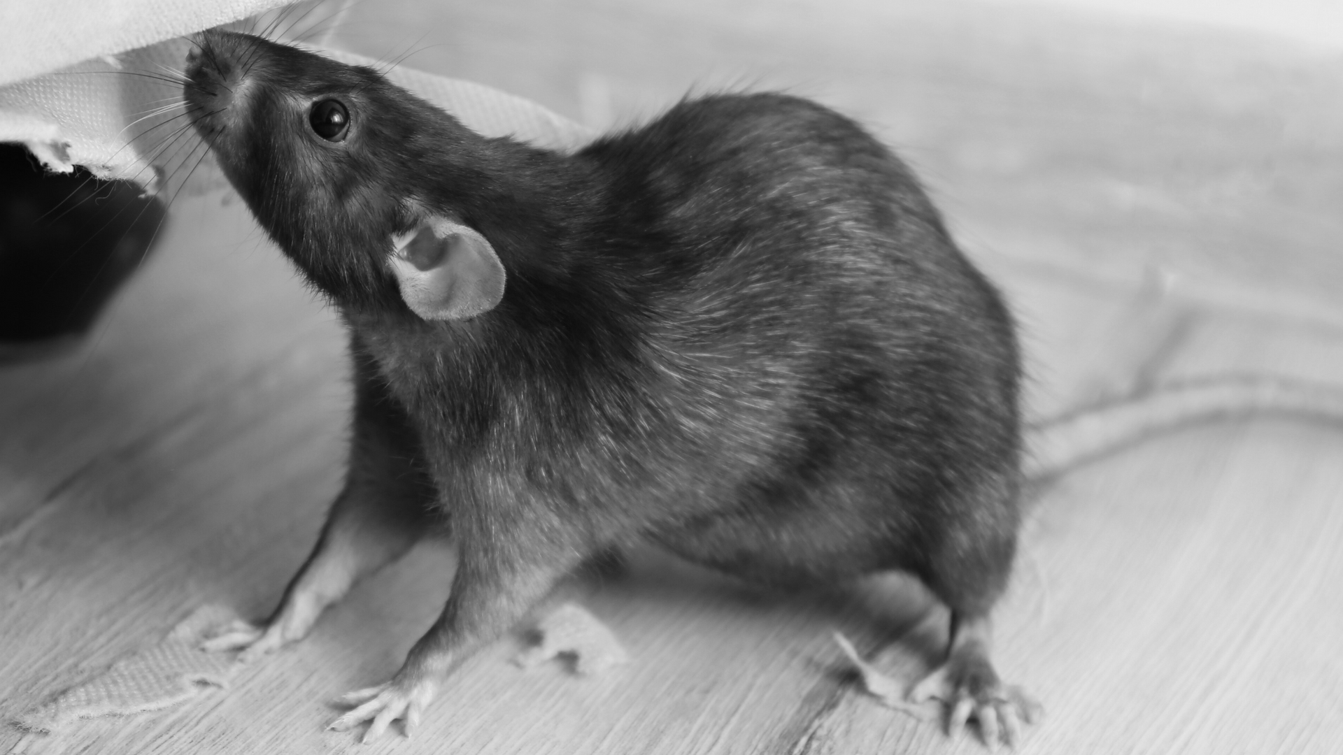 A black and white photo of a rat standing on a wooden floor from My Private Exterminator 