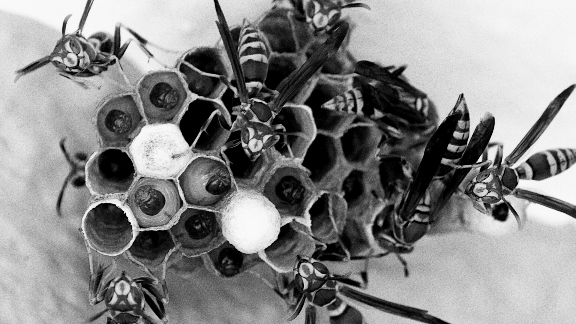 A black and white photo of a wasp nest from My Private Exterminator 