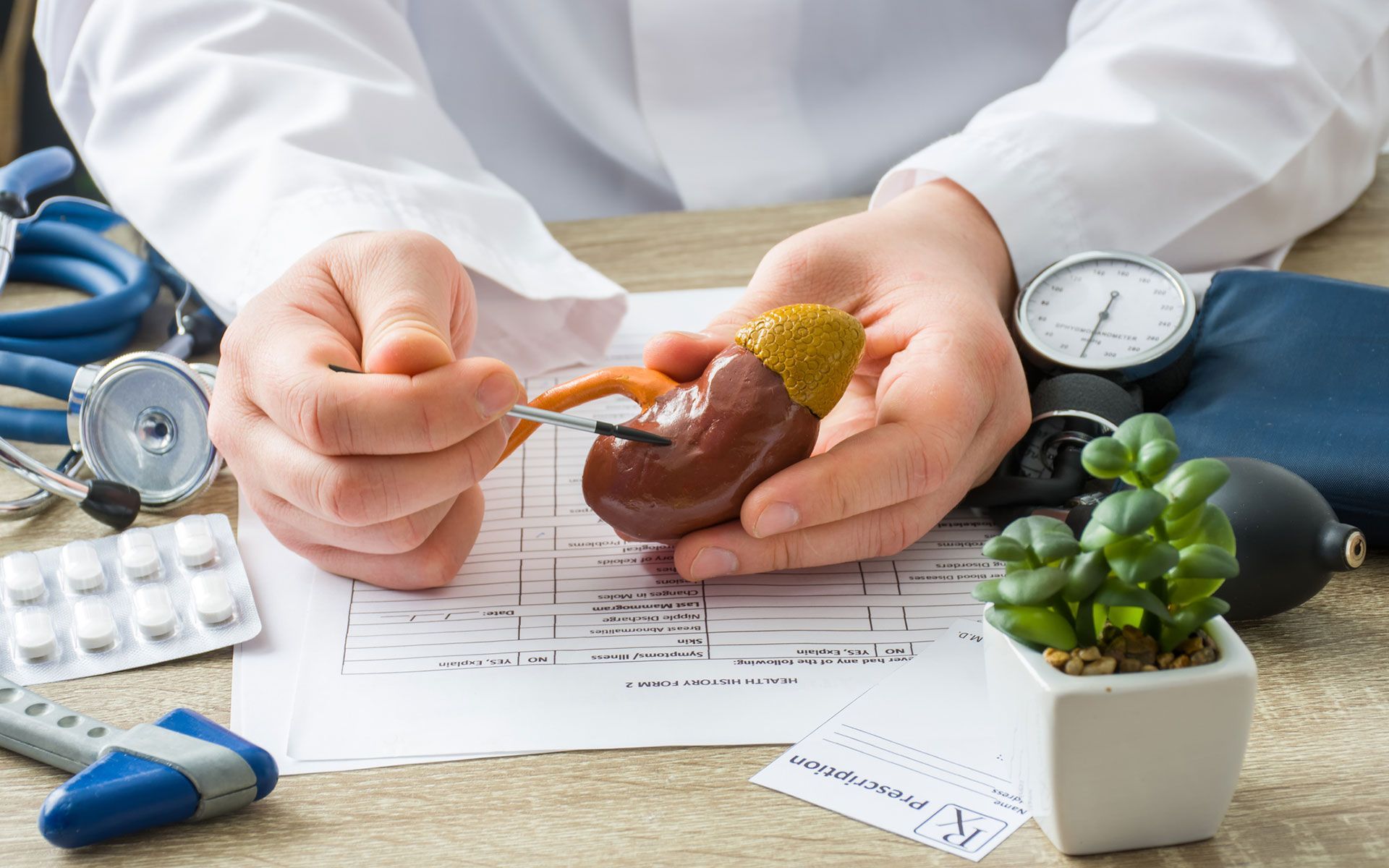 A doctor is holding a model of a kidney in his hands.