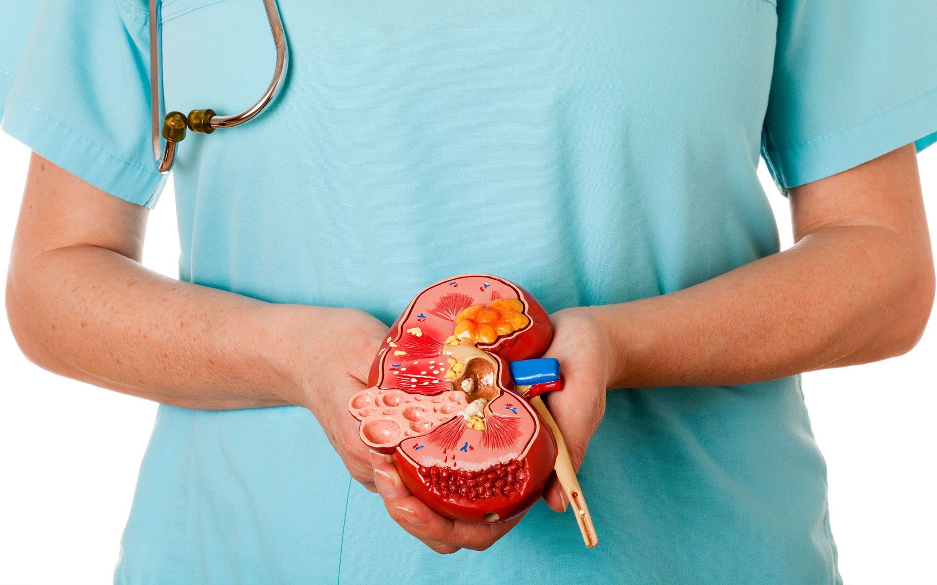 A nurse is holding a model of a kidney in her hands.