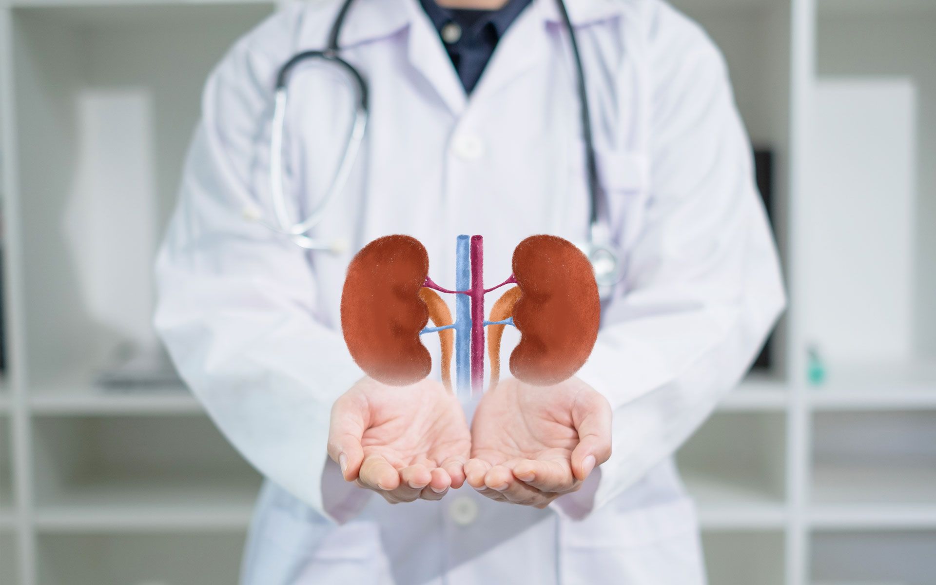 A doctor is holding a model of a kidney in his hands.