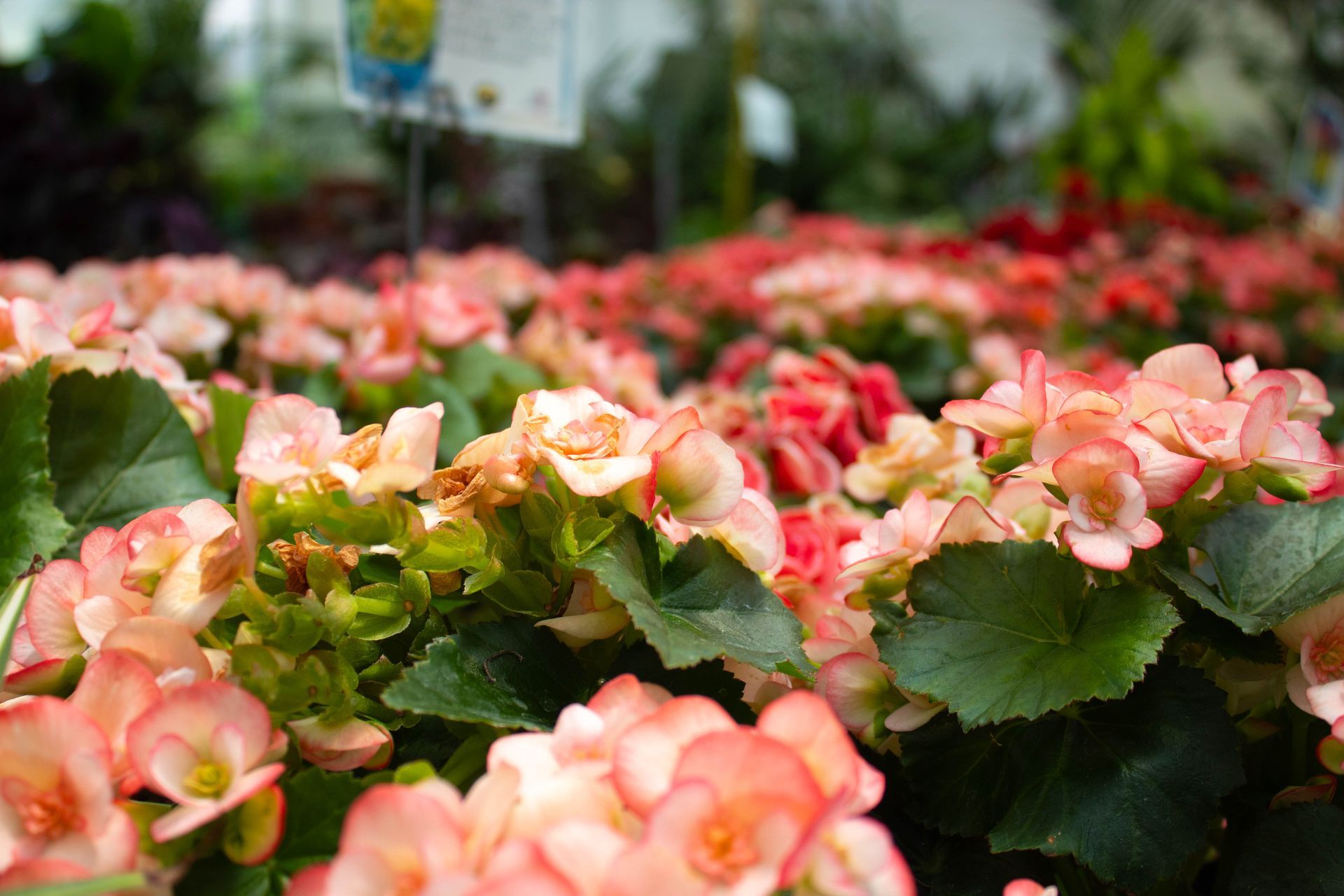 Garden center gallery