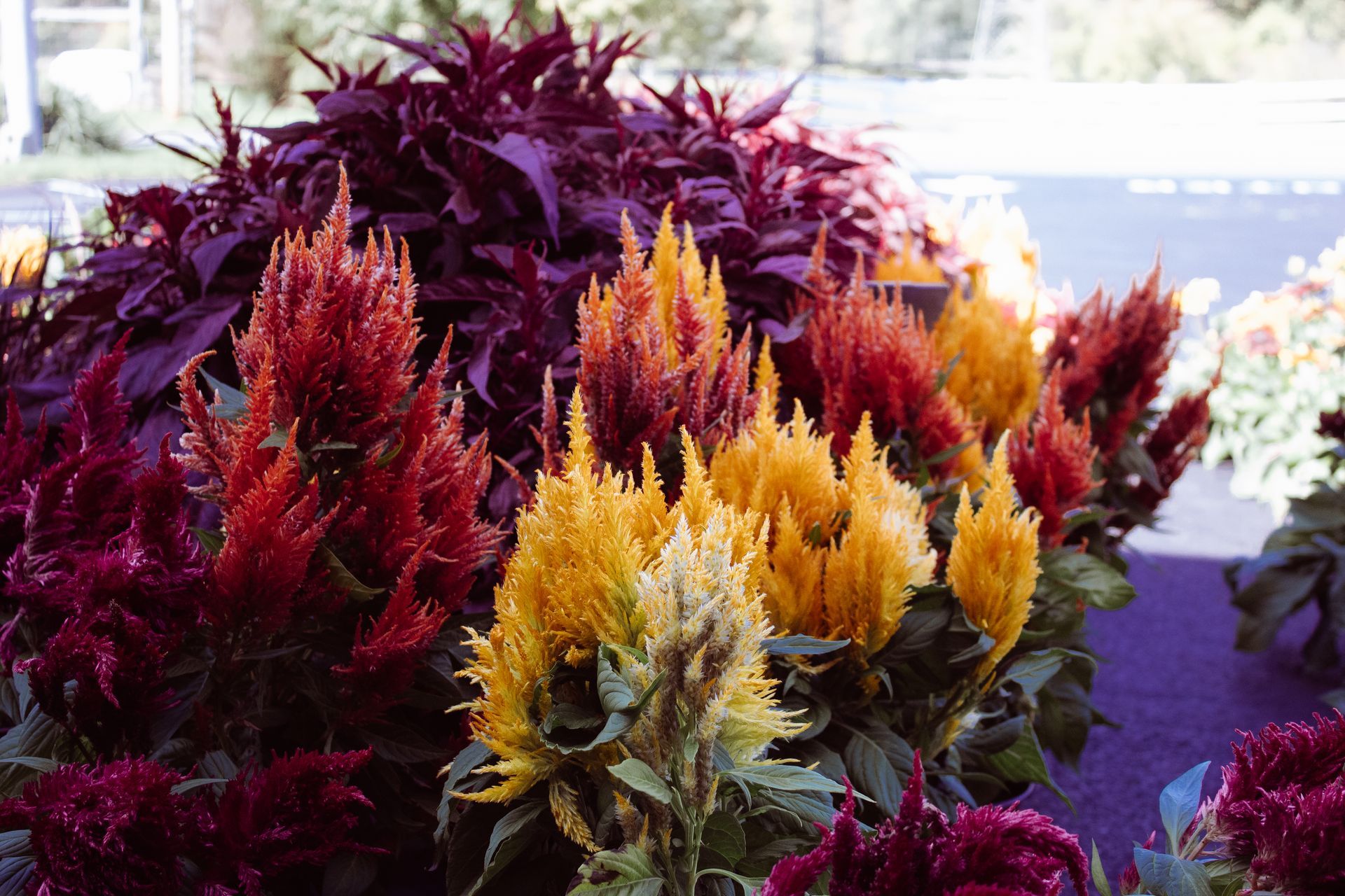A bunch of colorful flowers are growing in a garden