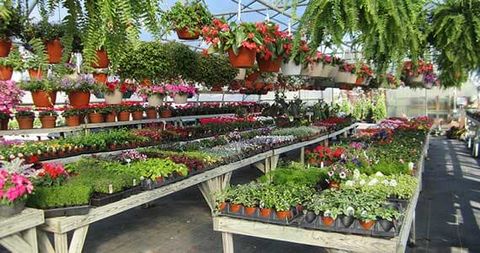 Greenhouse Full of Flowers — Gardening Supplies in Belleville, IL