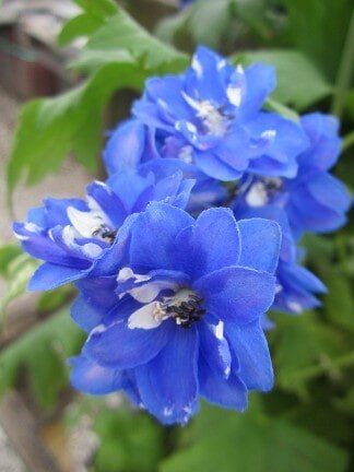 Blue Flower — Gardening Supplies in Belleville, IL