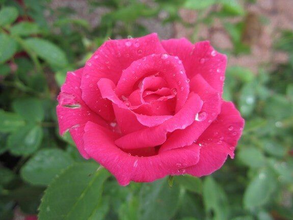 Fresh Rose — Gardening Supplies in Belleville, IL